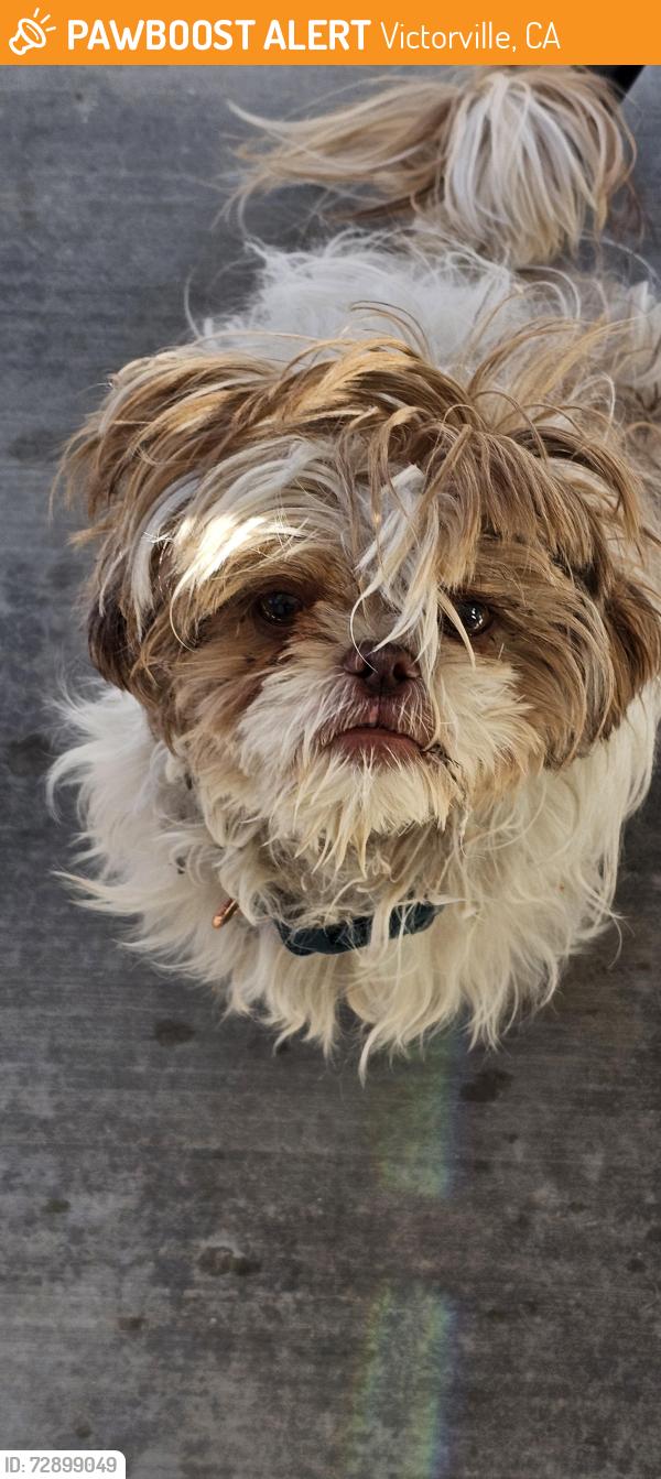 Found/Stray Male Dog last seen Near Eucalyptus , Victorville, CA 92392