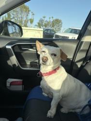 Found/Stray Female Dog last seen RB Swim and Tennis Club, San Diego, CA 92128