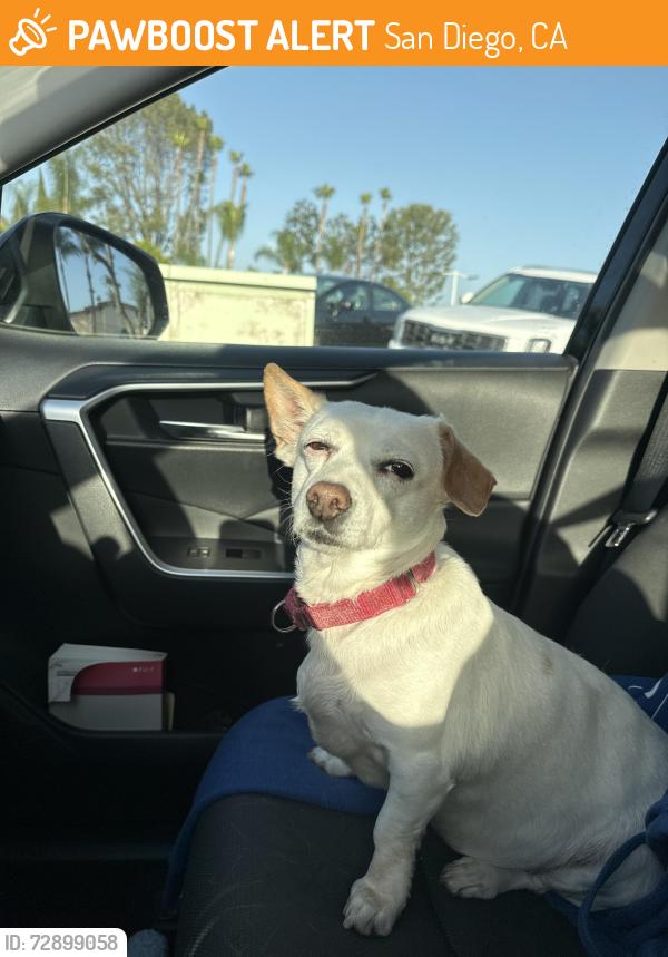 Found/Stray Female Dog last seen RB Swim and Tennis Club, San Diego, CA 92128