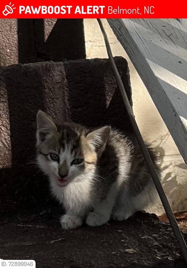 Lost Unknown Cat last seen Keener Blvd, Belmont, NC 28012