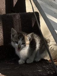 Lost Unknown Cat last seen Keener Blvd, Belmont, NC 28012