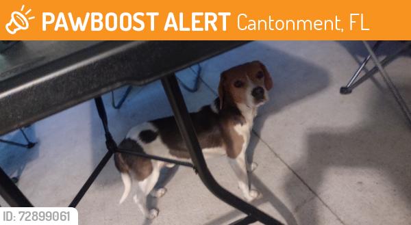 Found/Stray Male Dog last seen None, Cantonment, FL 32533