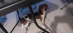Found/Stray Male Dog last seen None, Cantonment, FL 32533