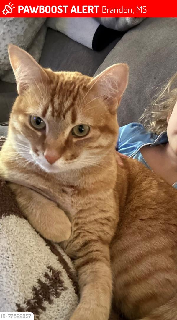 Lost Female Cat last seen Cumberland drive and Cumberland drive, Brandon, MS 39047