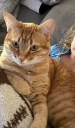Lost Female Cat last seen Cumberland drive and Cumberland drive, Brandon, MS 39047