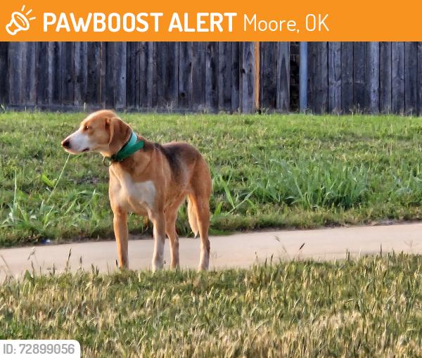 Found/Stray Female Dog last seen Moore subdivision The Waters Eastern St at Moore OKC boarder, Moore, OK 73160
