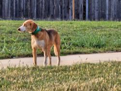 Found/Stray Female Dog last seen Moore subdivision The Waters Eastern St at Moore OKC boarder, Moore, OK 73160