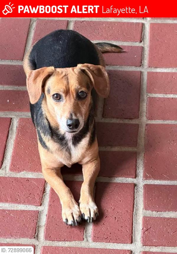 Lost Male Dog last seen Oaklawn Park, Lafayette, LA 70506