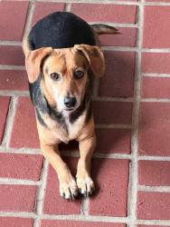 Lost Male Dog last seen Oaklawn Park, Lafayette, LA 70506