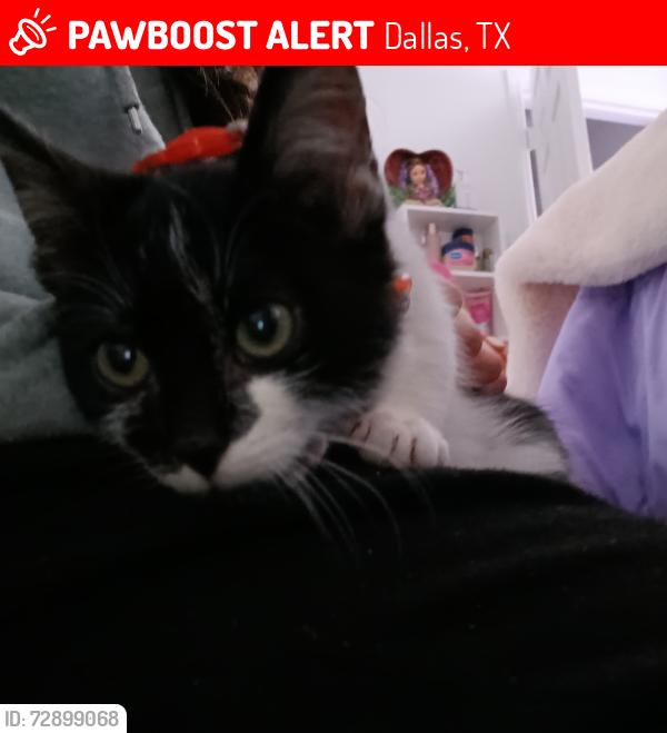 Lost Male Cat last seen Garrison st , Dallas, TX 75216