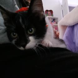 Lost Male Cat last seen Garrison st , Dallas, TX 75216