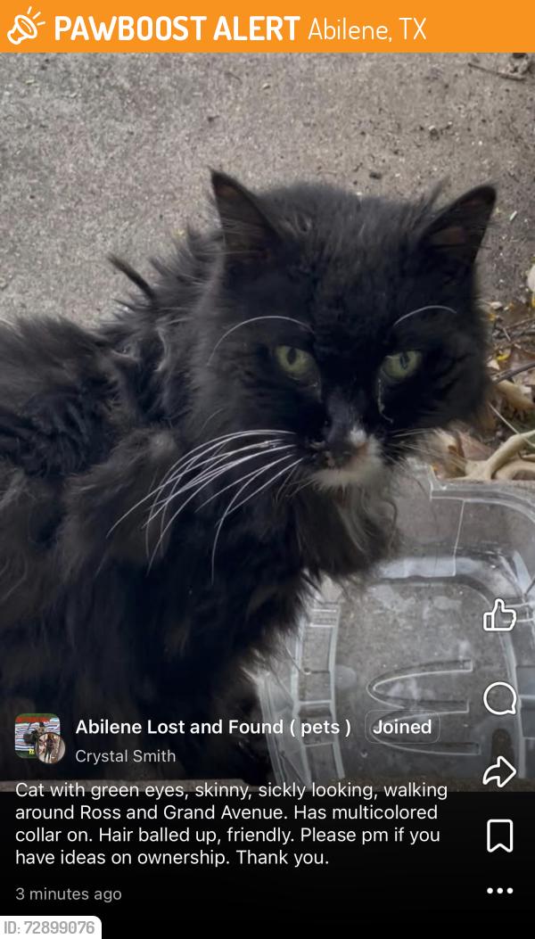 Found/Stray Unknown Cat last seen Grand Avenue and South 12th , Abilene, TX 79605