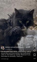 Found/Stray Unknown Cat last seen Grand Avenue and South 12th , Abilene, TX 79605