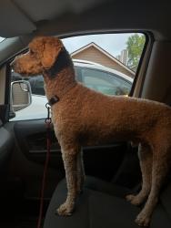 Reunited Male Dog last seen Sandcreek park in coon rapids mn , Minneapolis, MN 55448