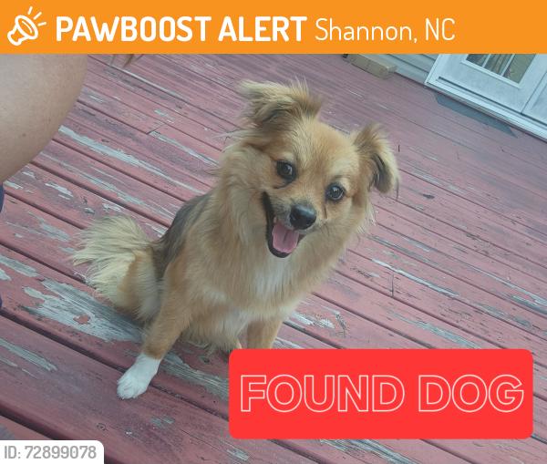 Found/Stray Female Dog last seen John Rd, Shannon, NC 28386