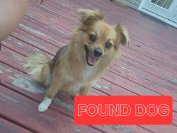 Found/Stray Female Dog last seen John Rd, Shannon, NC 28386