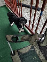Lost Male Dog last seen wood stream dr, Indianapolis, IN 46239