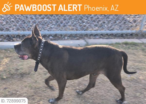 Found/Stray Male Dog last seen 25th Ave and Dunlap , Phoenix, AZ 85021