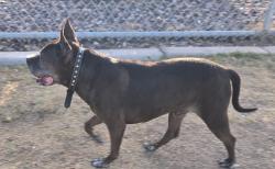 Found/Stray Male Dog last seen 25th Ave and Dunlap , Phoenix, AZ 85021