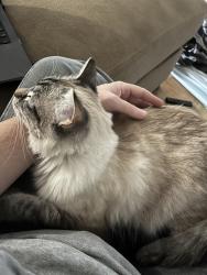 Lost Female Cat last seen Mt Lebanon golf course, Pittsburgh, PA 15228