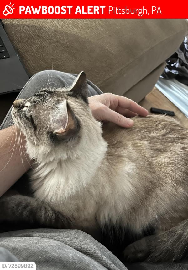 Lost Female Cat last seen Mt Lebanon golf course, Pittsburgh, PA 15228