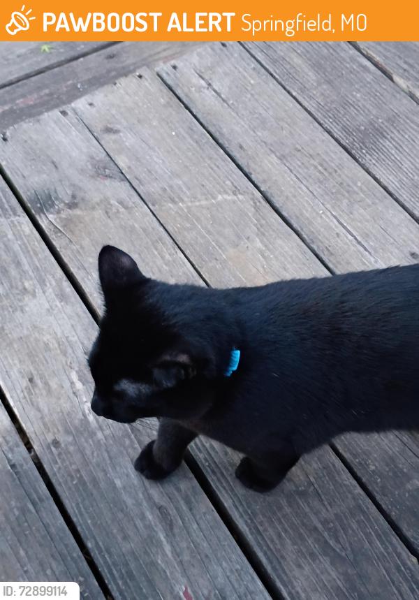 Found/Stray Unknown Cat last seen by the Medical prison on Kansas , Springfield, MO 65810