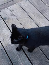 Found/Stray Unknown Cat last seen by the Medical prison on Kansas , Springfield, MO 65810