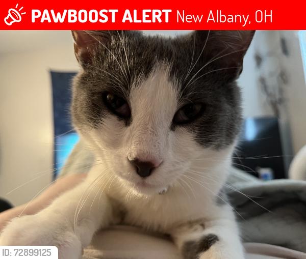 Lost Male Cat last seen Thompson, New Albany, OH 43054