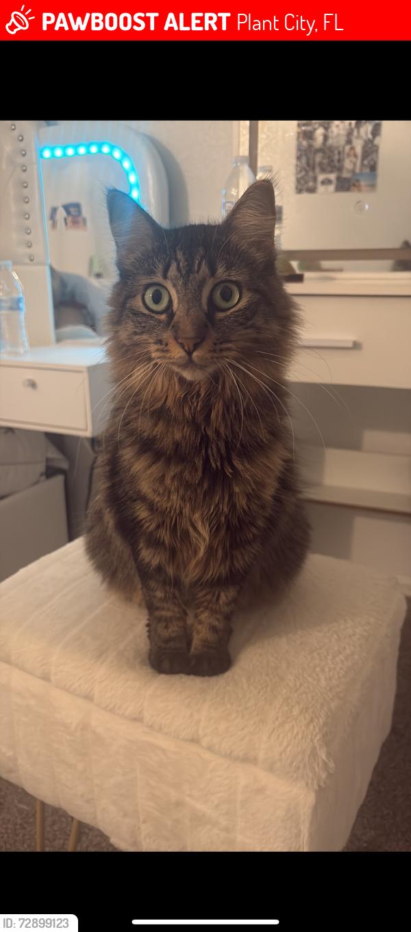 Lost Female Cat last seen Westside Village, Plant City, FL 33563