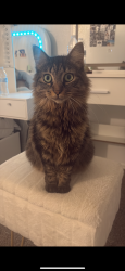 Lost Female Cat last seen Westside Village, Plant City, FL 33563
