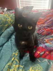 Lost Male Cat last seen Spearman Elementary, Williamston, SC 29697