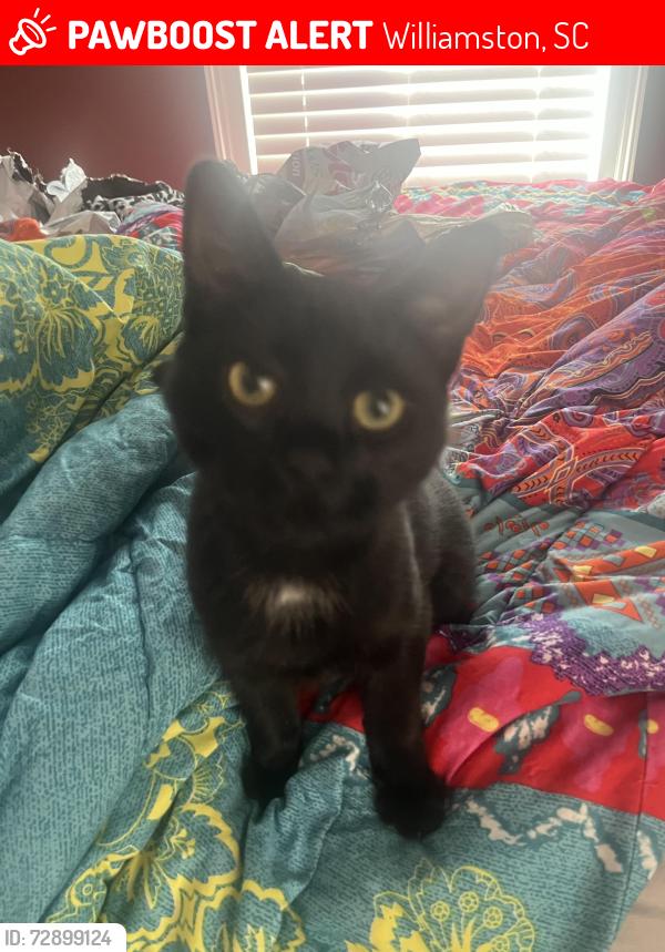 Lost Male Cat last seen Spearman Elementary, Williamston, SC 29697