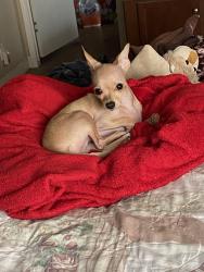 Lost Female Dog last seen McFarland Ave, Lake City, FL 32025