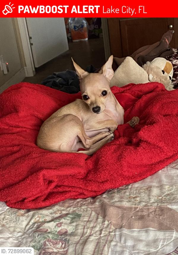 Lost Female Dog last seen McFarland Ave, Lake City, FL 32025