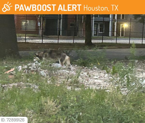 Found/Stray Unknown Dog last seen Canfield, Houston, TX 77004