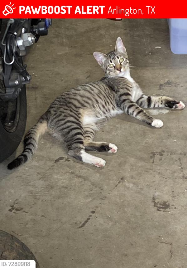 Lost Female Cat last seen I-20 Westbound Frontage Road, Arlington, TX 76016