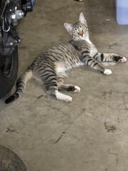 Lost Female Cat last seen I-20 Westbound Frontage Road, Arlington, TX 76016