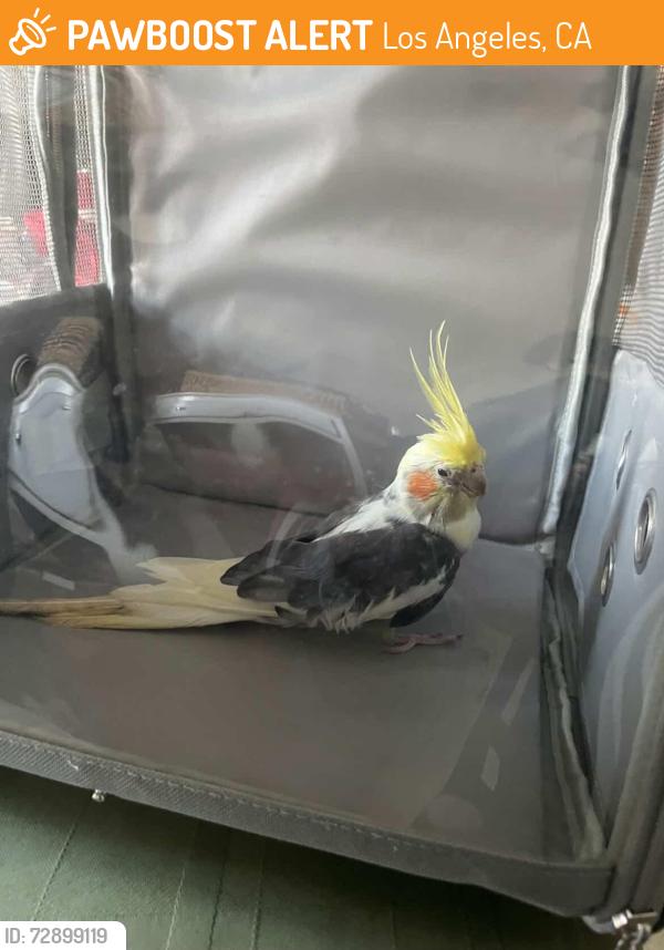 Found/Stray Unknown Bird last seen West Adams Heights Park, Los Angeles, CA 90018