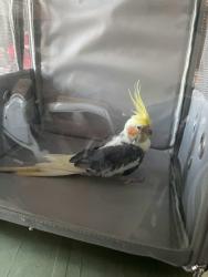 Found/Stray Unknown Bird last seen West Adams Heights Park, Los Angeles, CA 90018