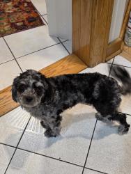 Lost Female Dog last seen Jones rd, Saratoga Springs, NY 12866
