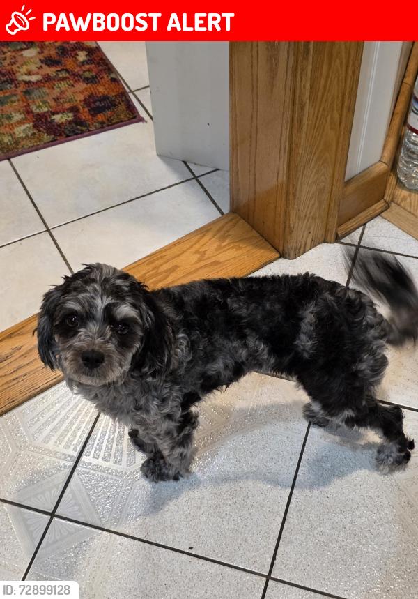 Lost Female Dog last seen Jones rd, Saratoga Springs, NY 12866