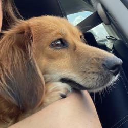 Found/Stray Female Dog last seen Neptune Middle School , Kissimmee, FL 34744