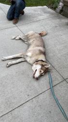 Found/Stray Male Dog last seen Near Grace rd Akron Ohio 44312, Akron, OH 44312