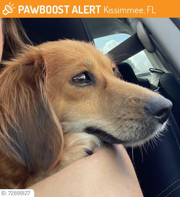 Found/Stray Female Dog last seen Neptune Middle School, Kissimmee, FL 34744