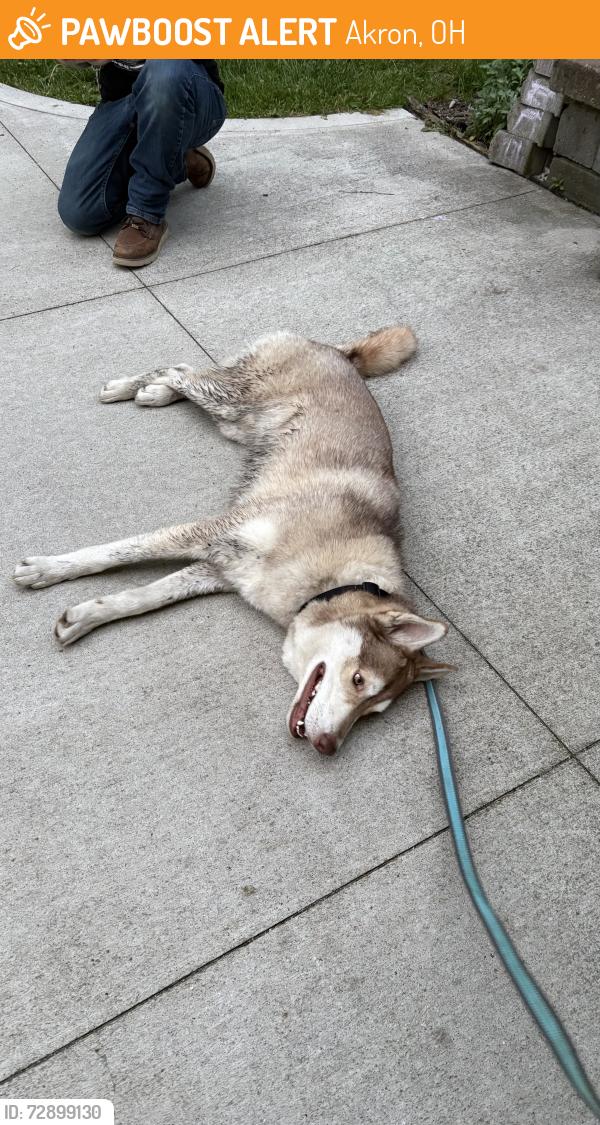 Found/Stray Male Dog last seen Near Grace rd Akron Ohio 44312, Akron, OH 44312