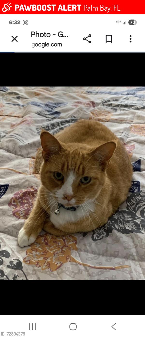 Lost Female Cat last seen Slocum and Pope, Palm Bay, FL 32907