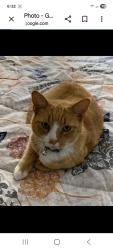 Lost Female Cat last seen Slocum and Pope, Palm Bay, FL 32907