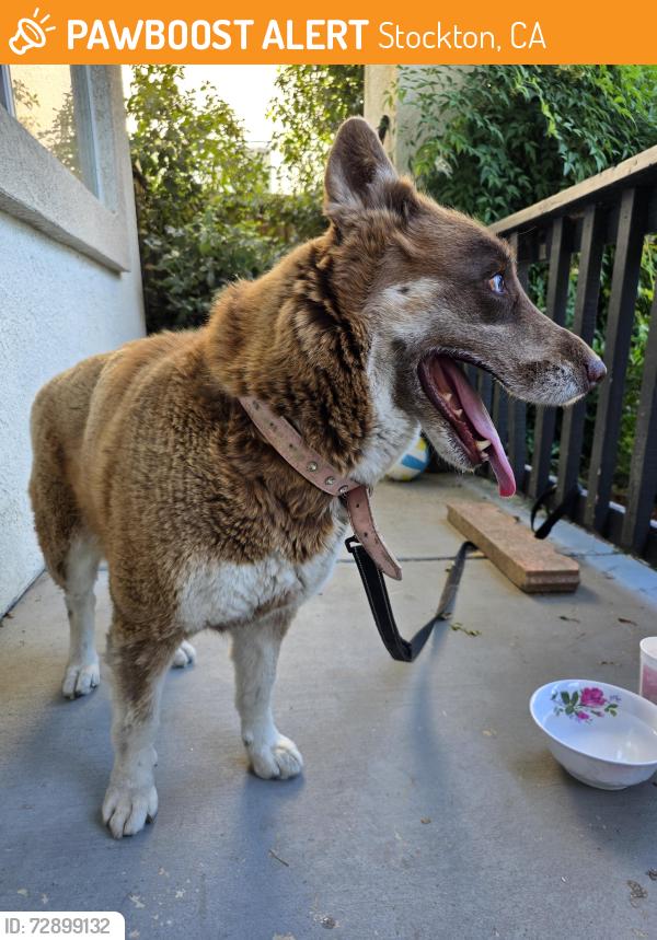 Found/Stray Female Dog last seen Carolyn Weston and William Moss Blvd, Stockton, CA 95206