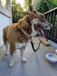 Found/Stray Female Dog last seen Carolyn Weston and William Moss Blvd, Stockton, CA 95206