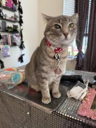 Lost Female Cat last seen Spencer road near Elan Denton apmts , Denton, TX 76208